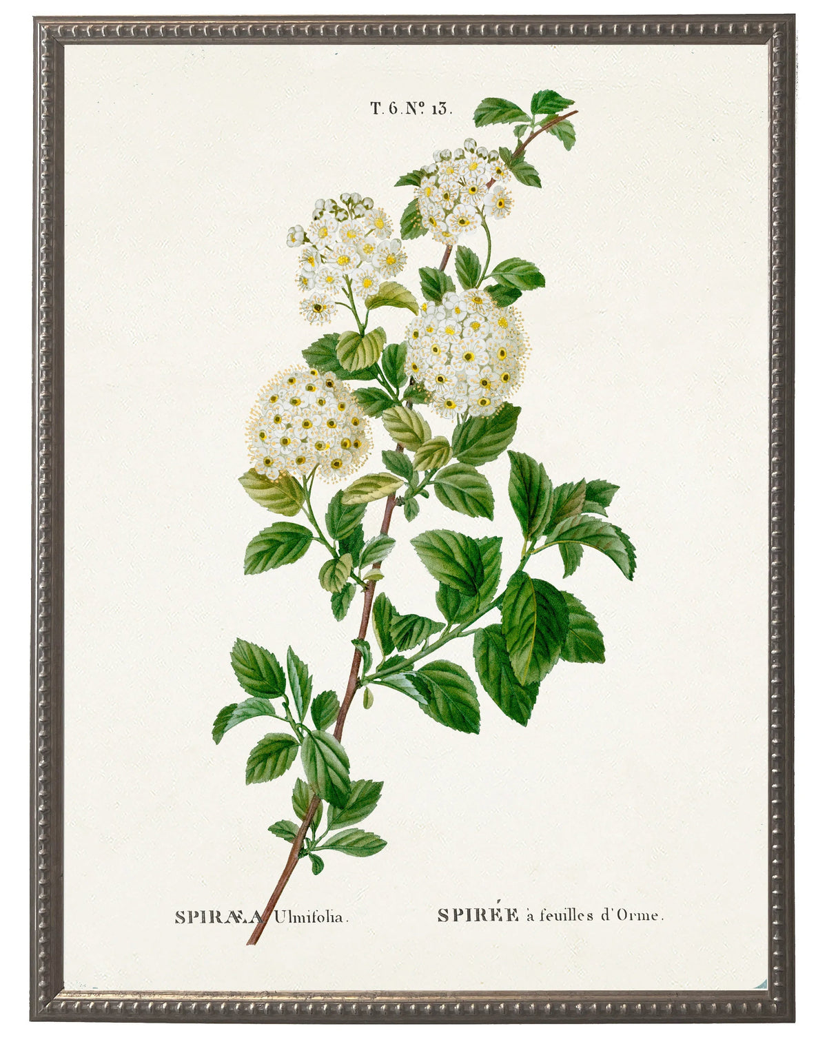 White Spirea on White Background - Antique Curiosities