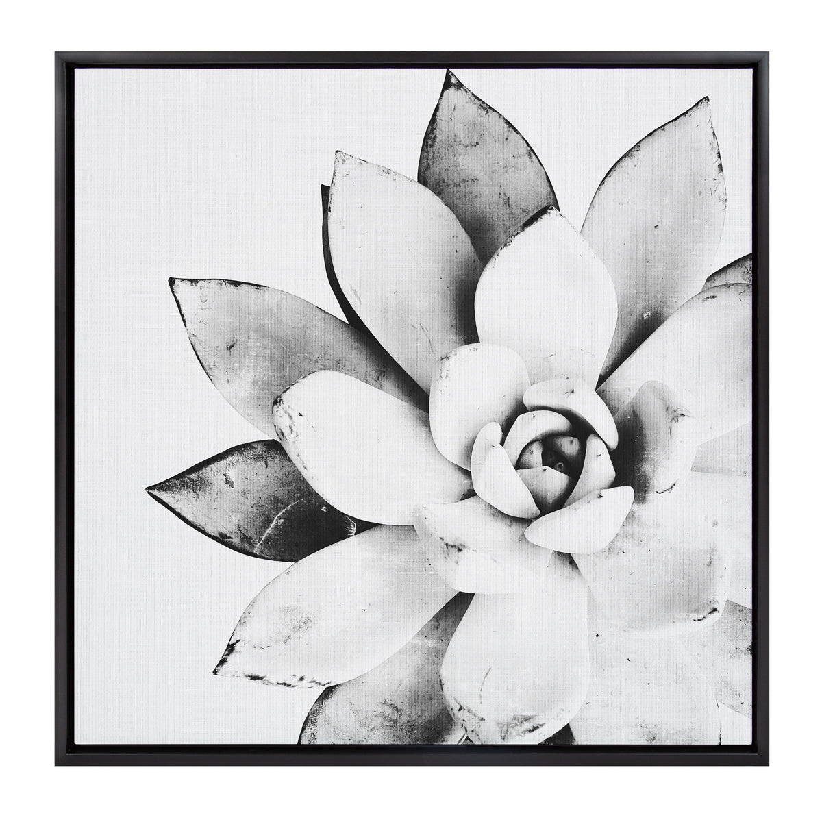 Sylvie Succulent Framed Canvas by Simon Te of Tai Prints