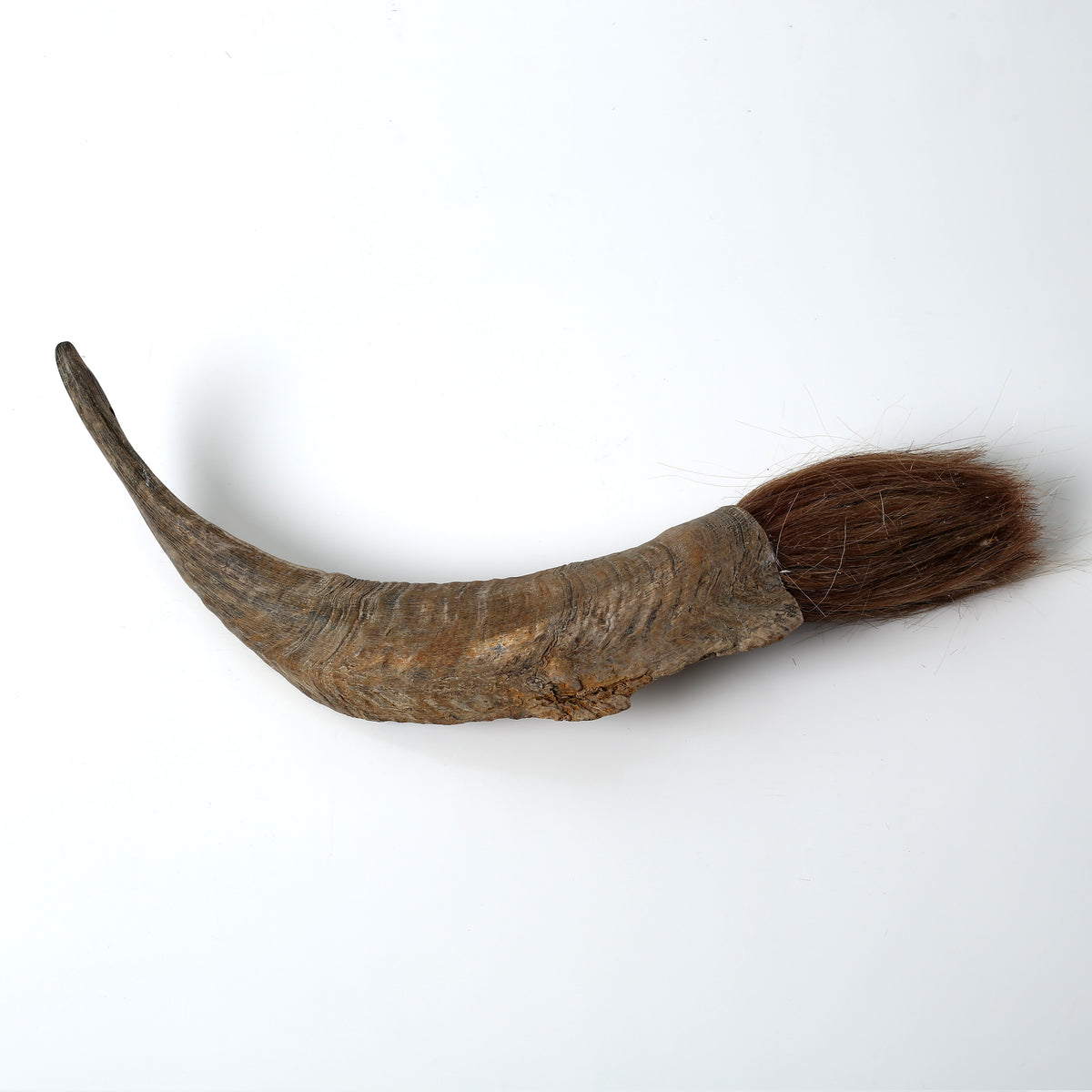 Ram Horn Calligraphy Brush( Approx 14" Long. Size and color vary)