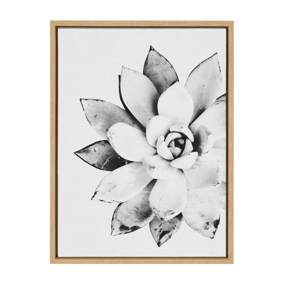 Sylvie Succulent Framed Canvas by Simon Te of Tai Prints