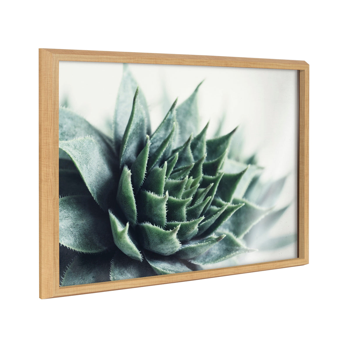 Blake Radical Succulent Framed Printed Glass by Emiko and Mark Franzen of F2Images
