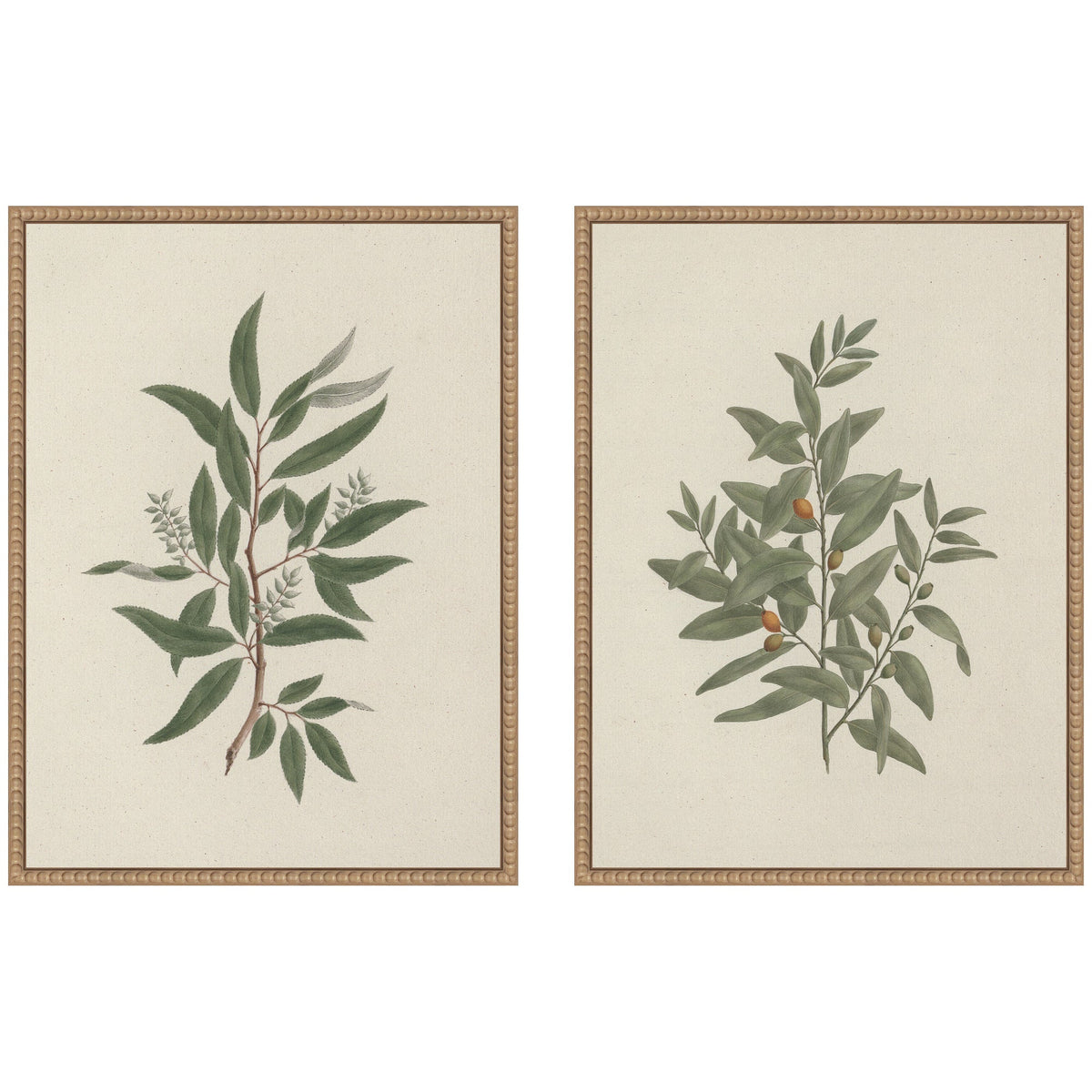 Salix subserrata Willd Willow & Osyris Lanceolate African Sandalwood 2 Piece Framed Canvas Wall Art Set by Nostalgia Prints