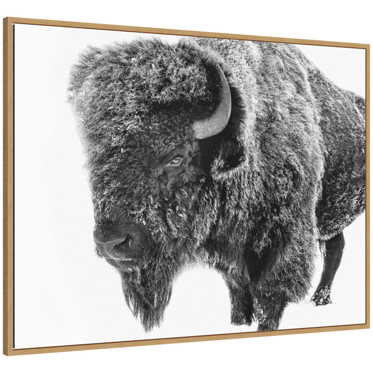 Bison in Snow Black and White by Amy Peterson Framed Canvas Wall Art Print