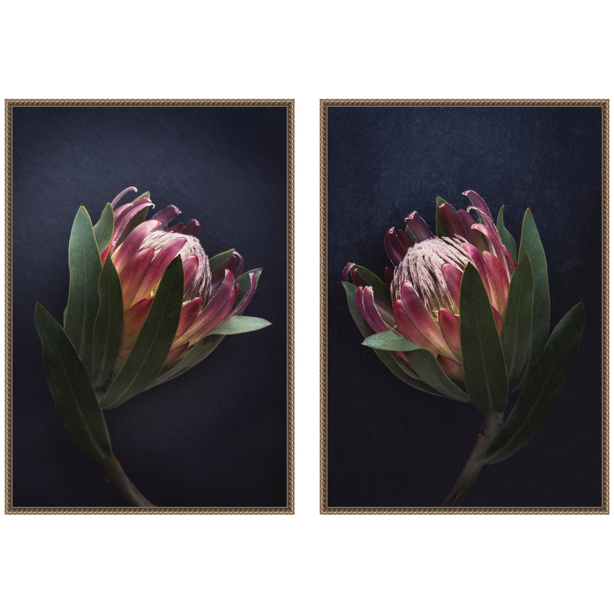 Moody ProteaNo. 1 & No. 2 2 Piece Framed Canvas Wall Art Set by Emiko and Mark Franzen F2 Images