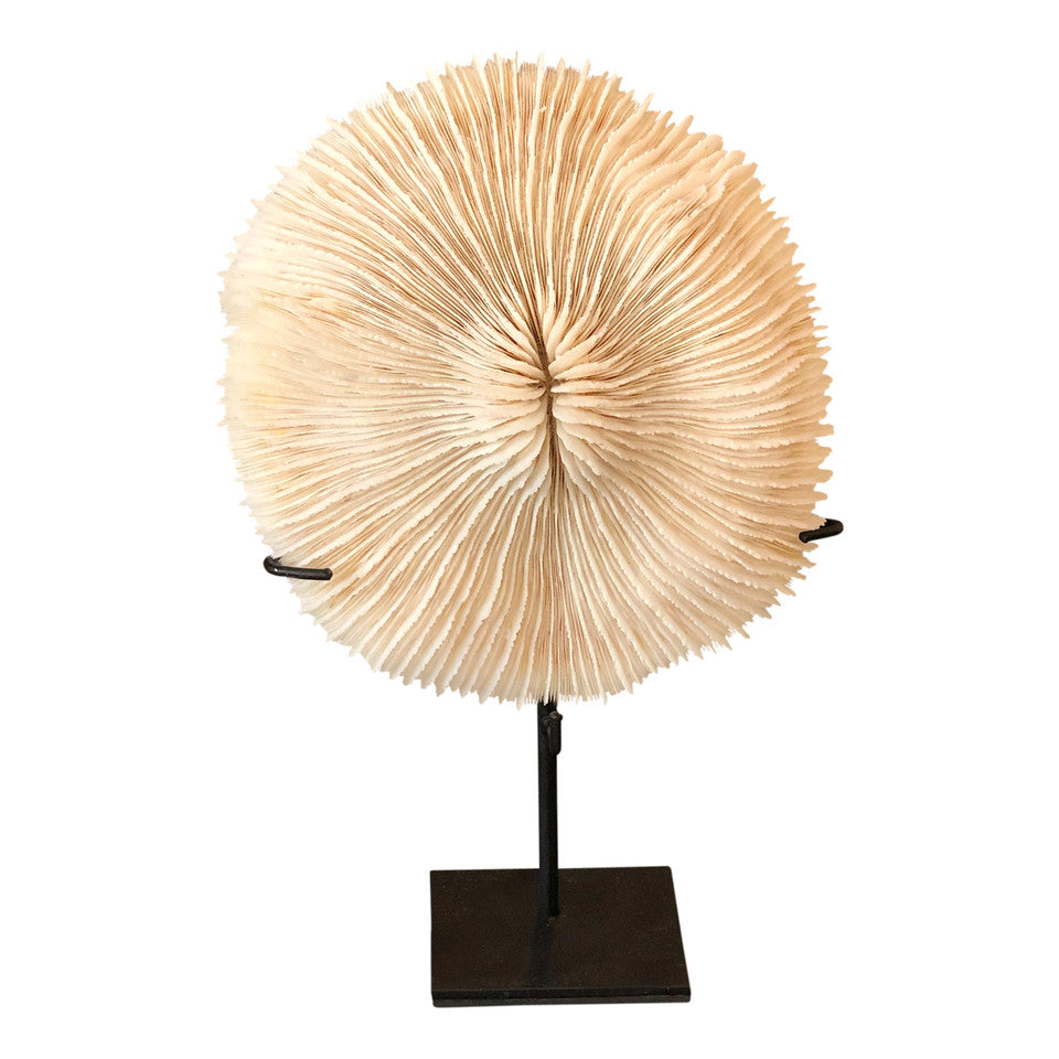 Sulawesi White Coral With Stand