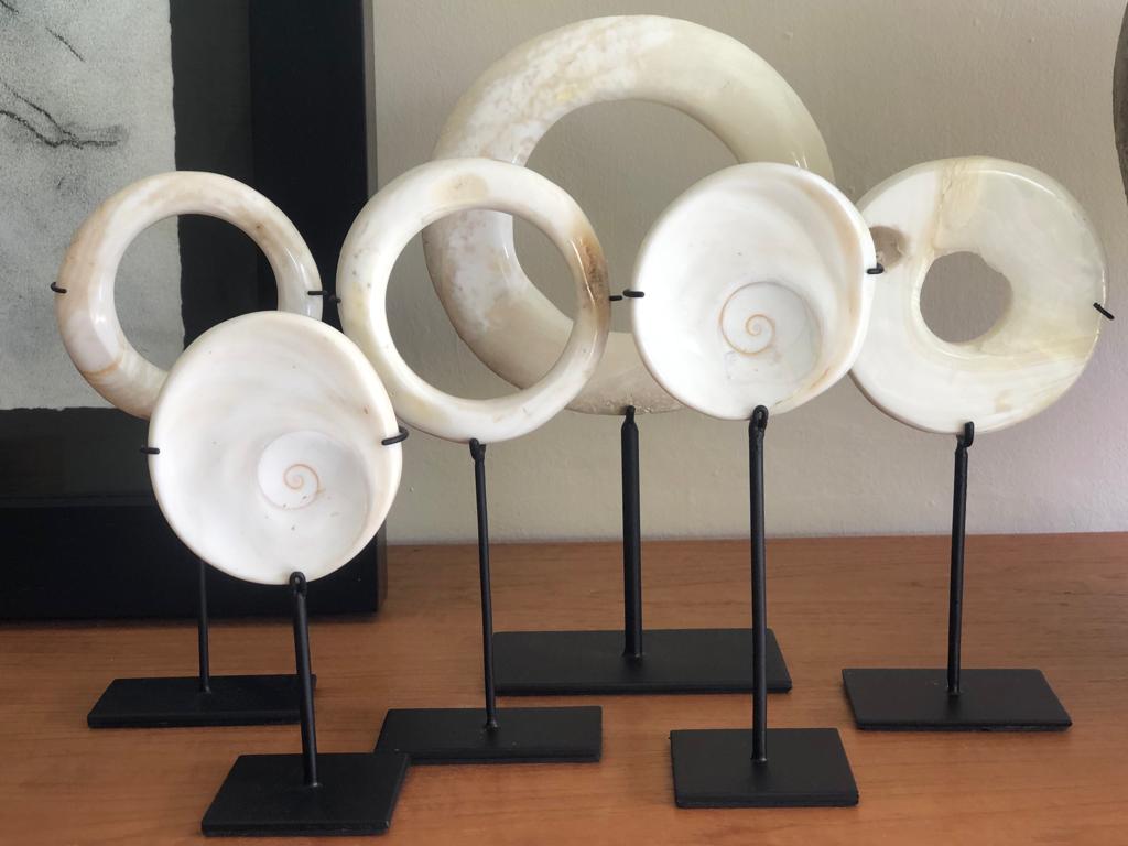 8.6" Shell operculum