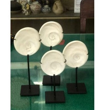 8.6" Shell operculum