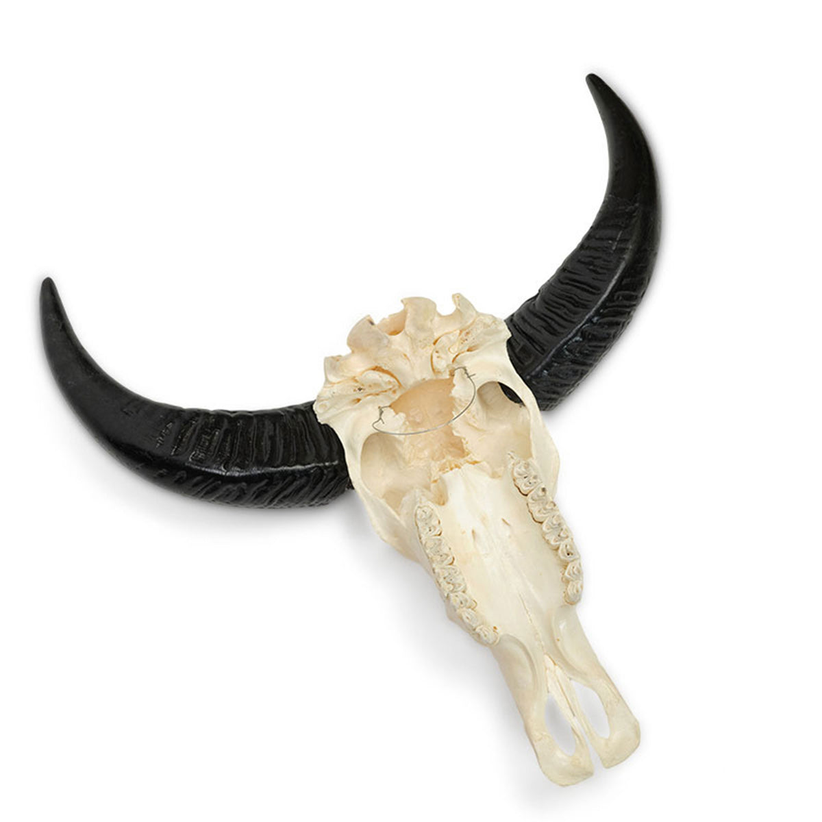 Approx. 20" High Genuine Bull Skull with Carving (size varies)