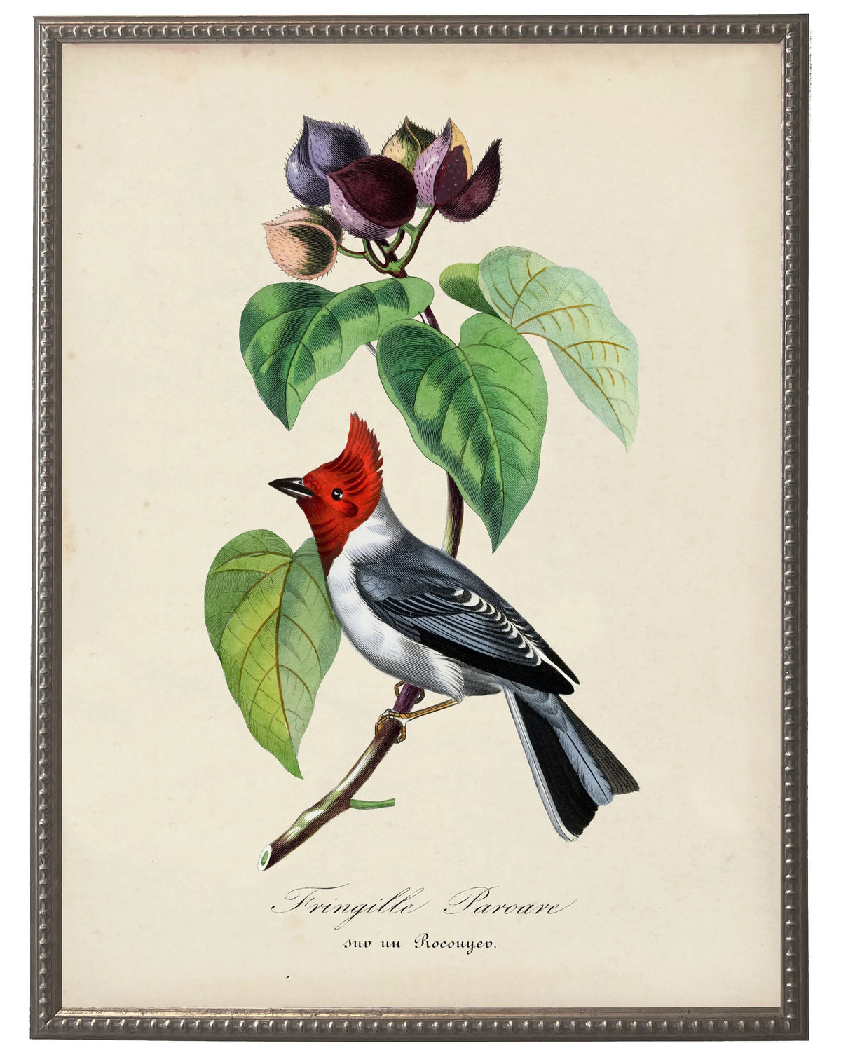 Fringilla and Flower Print in Beaded Pewter Frame - Antique Curiosities