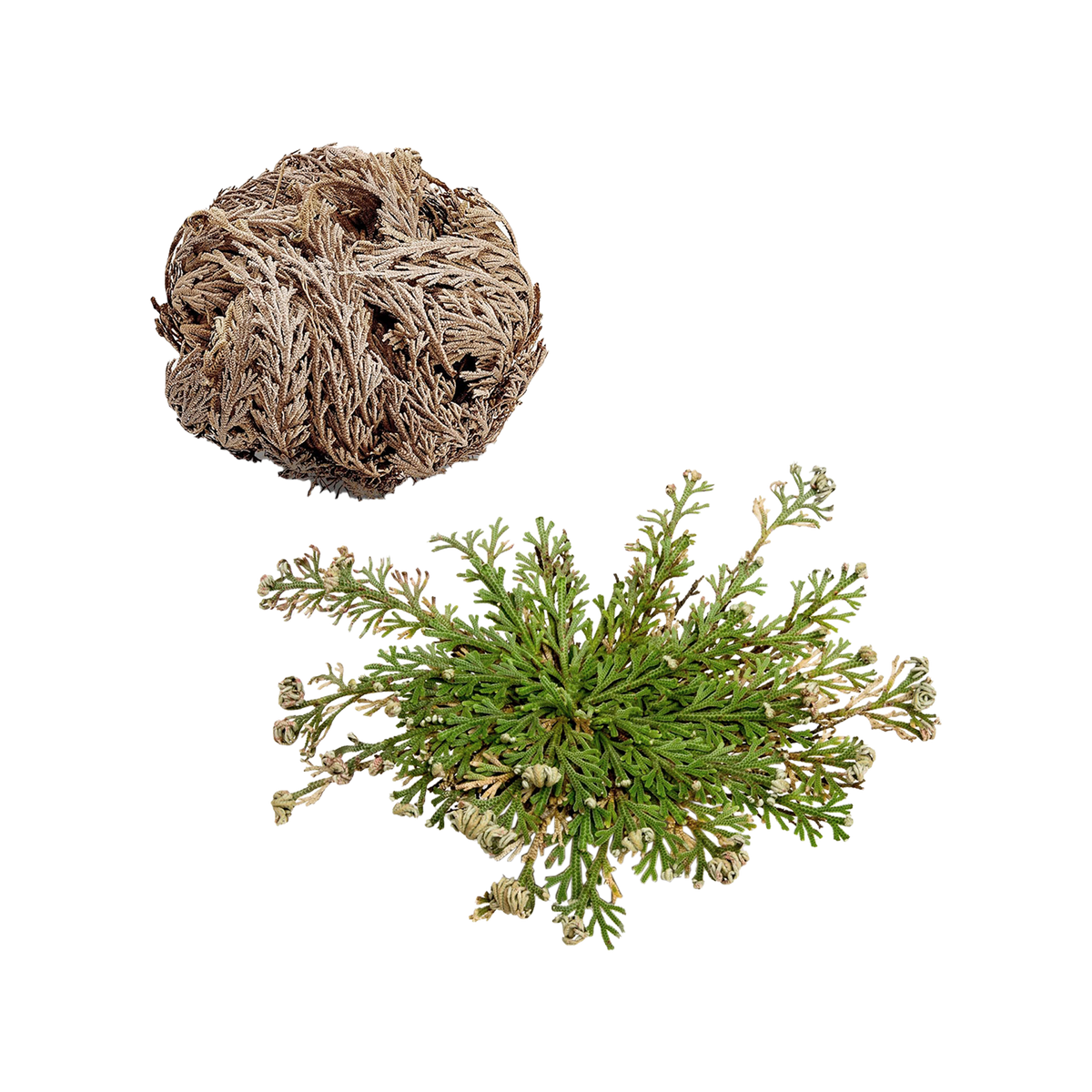 Rose of Jericho ( The Resurrection Plant ) - Source by Studio Skara
