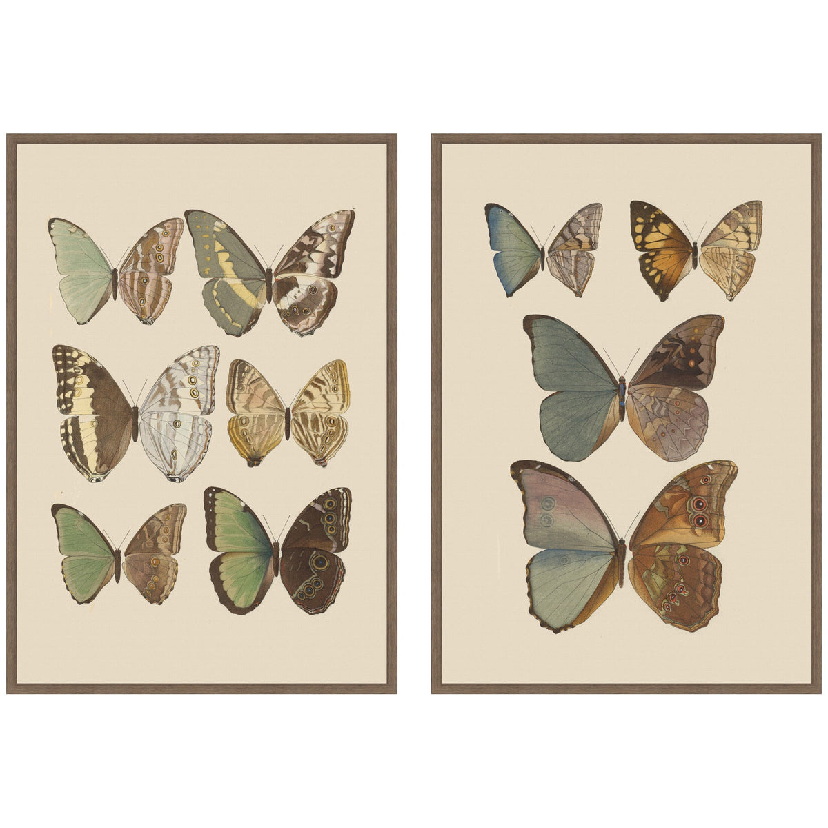 Exotische schmetterlinge Otto Staudinger 2 Piece Framed Canvas Wall Art Set by Nostalgia Prints