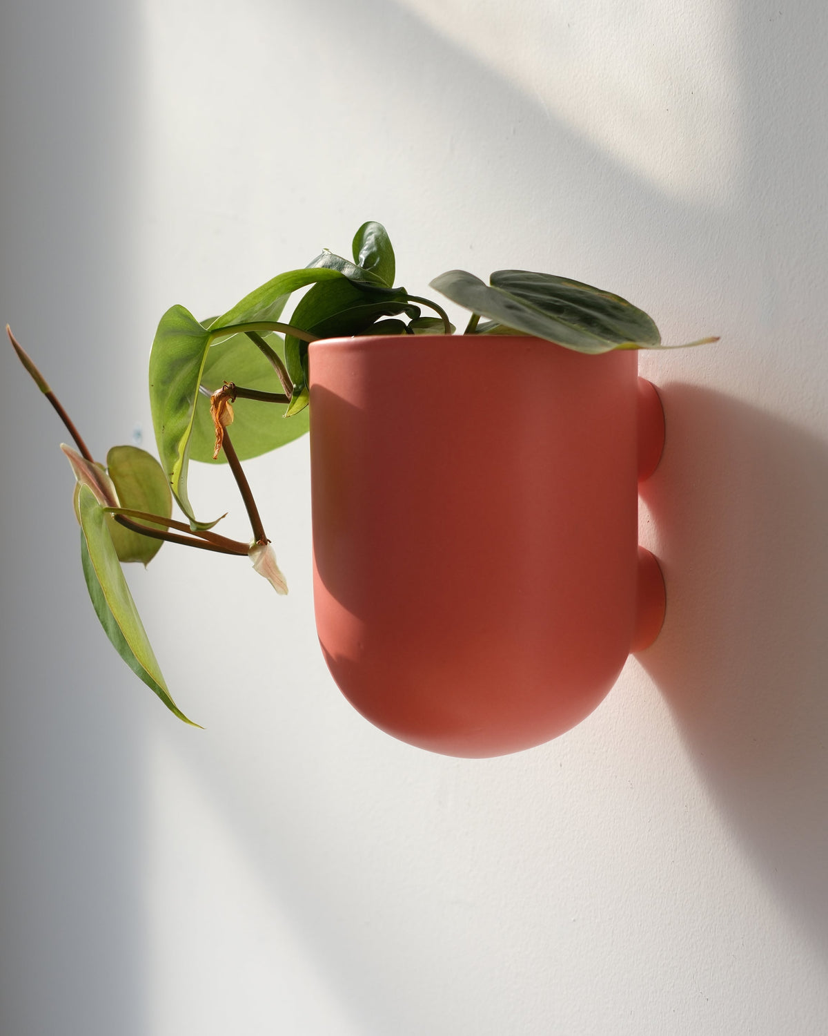 Bender Wall Planter - Misewell, view 4