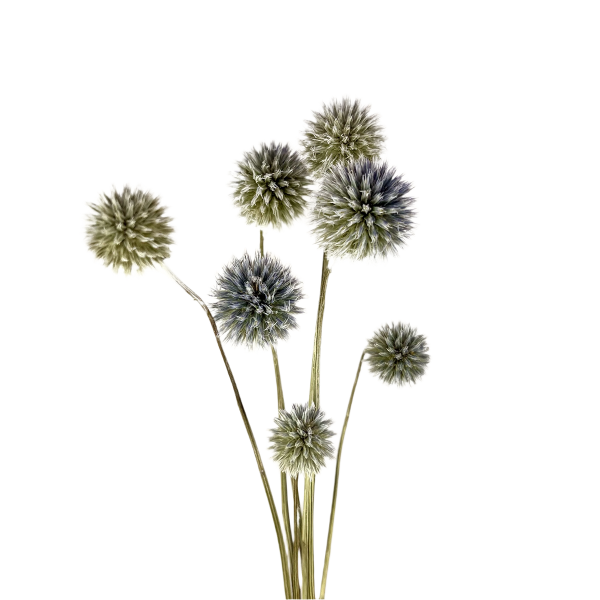 Dried Blue Globe Thistles - Source by Studio Skara