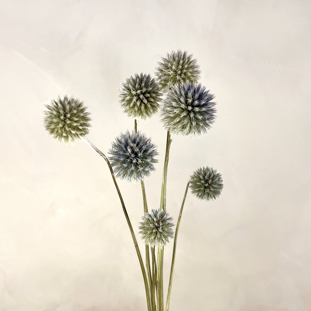 Dried Blue Globe Thistles - Source by Studio Skara, view 2