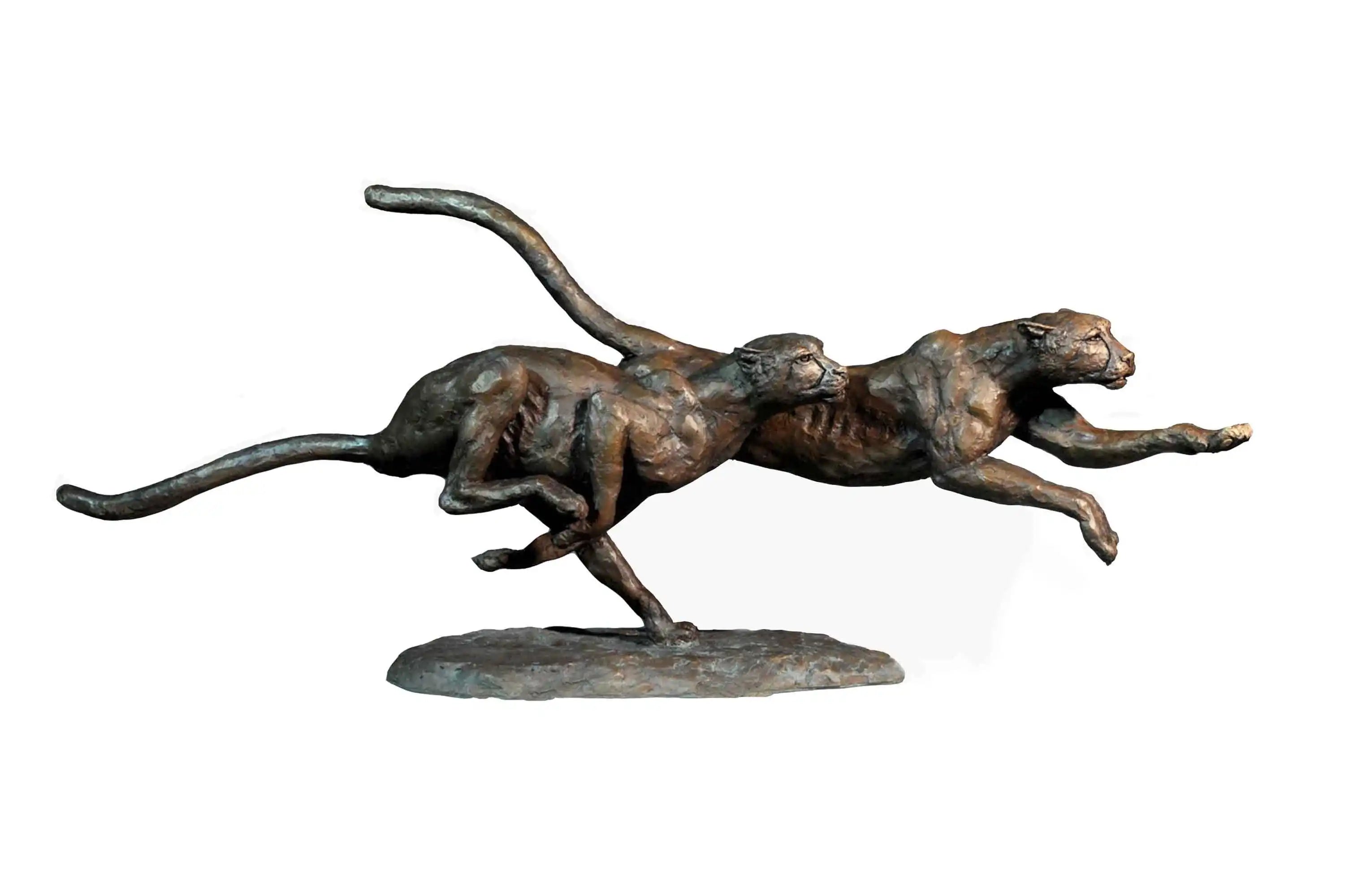 Cheetahs, Hunting Pair