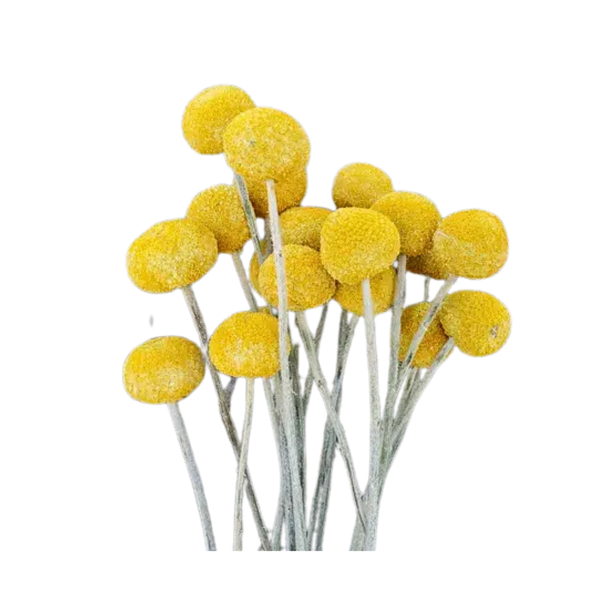 Dried Craspedia / Billy Ball Flowers - Yellow - Source by Studio Skara