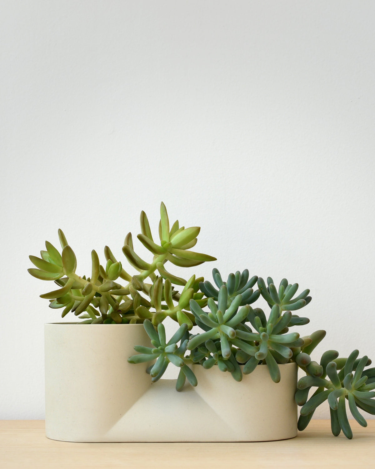 Double Planter - Misewell