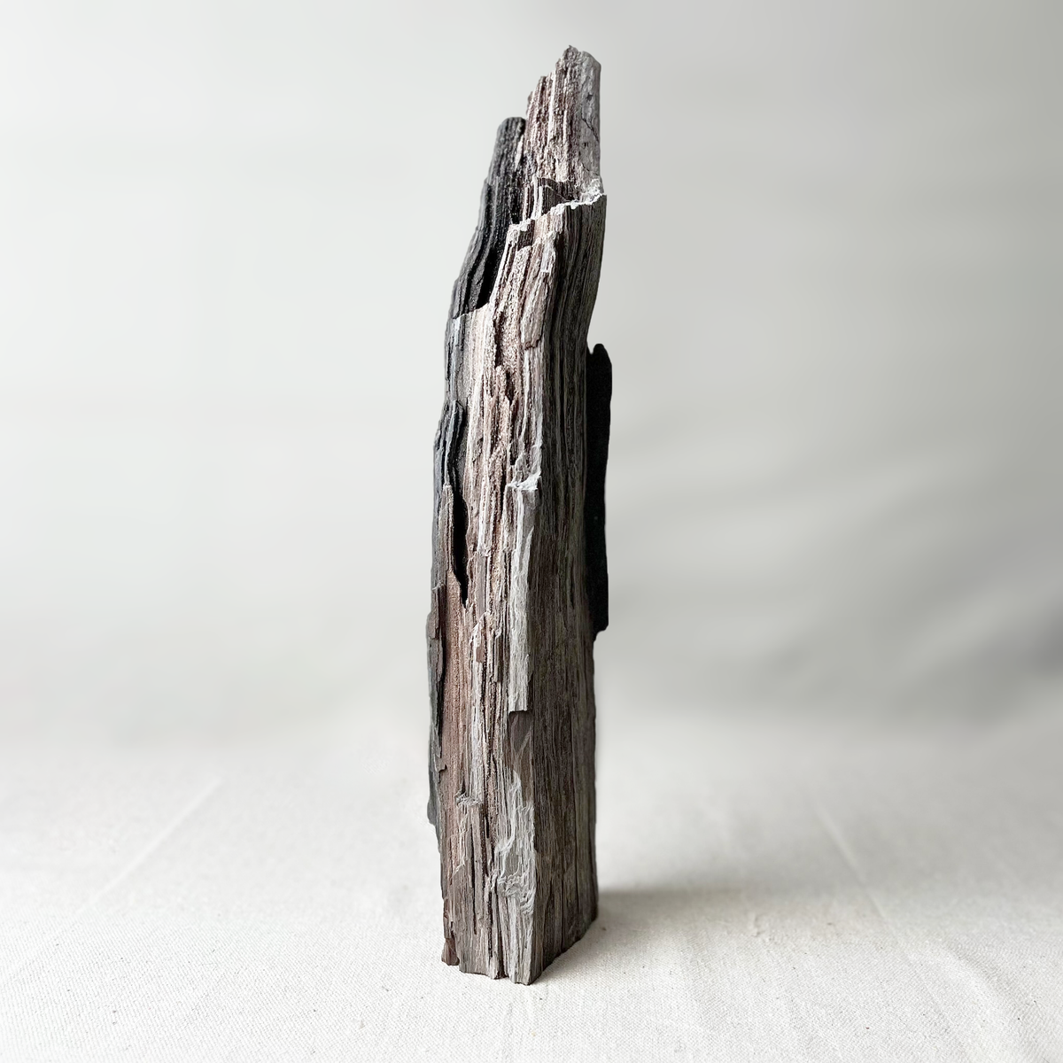Permineralized Wood - Source by Studio Skara, view 6