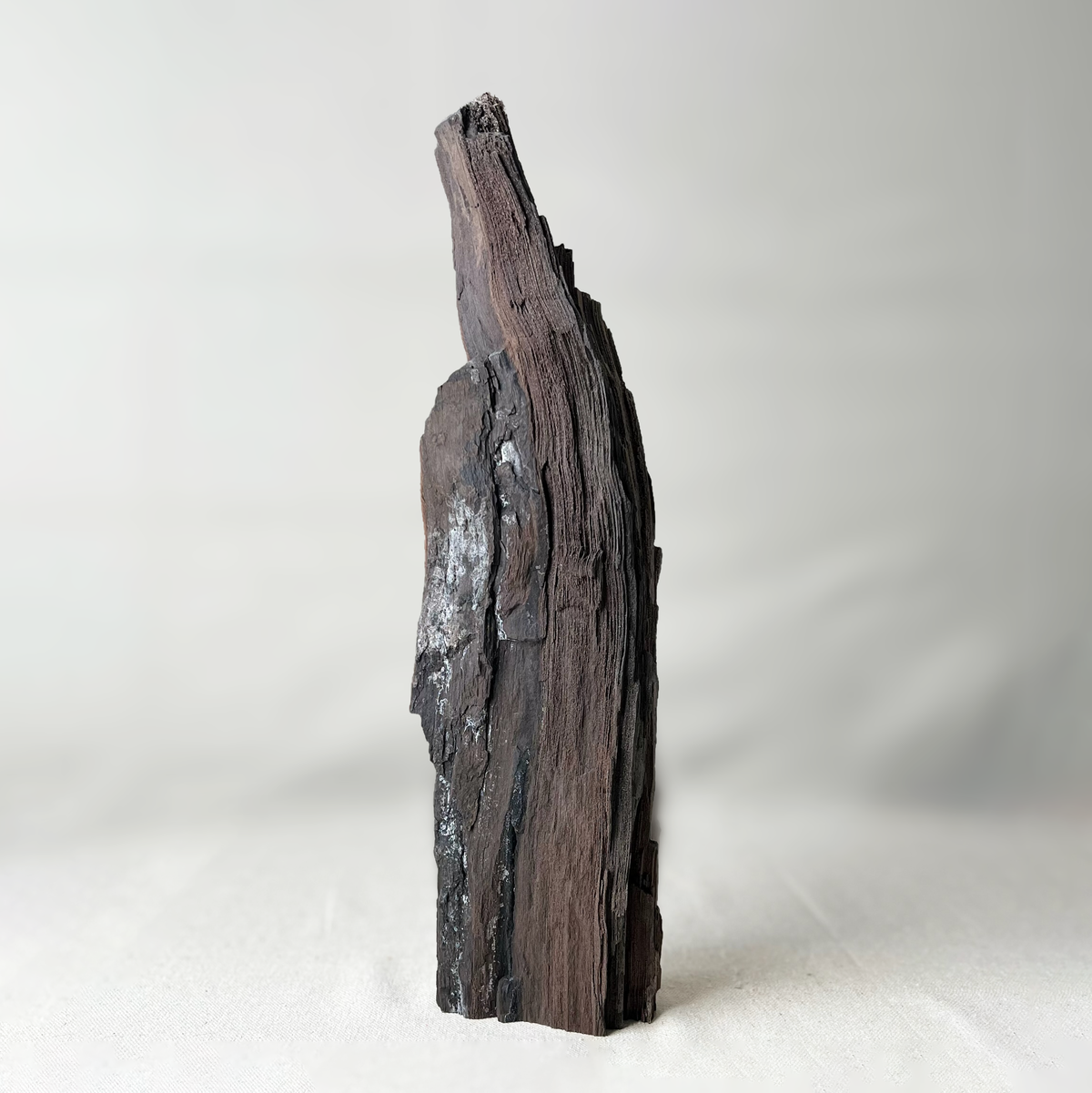 Permineralized Wood - Source by Studio Skara, view 7