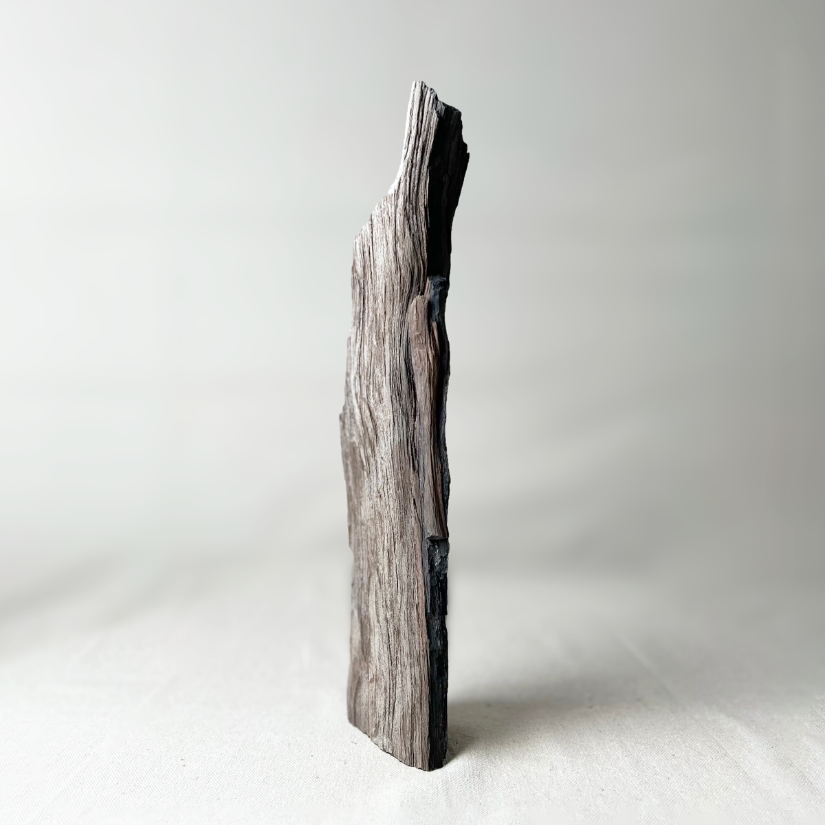 Permineralized Wood - Source by Studio Skara, view 5