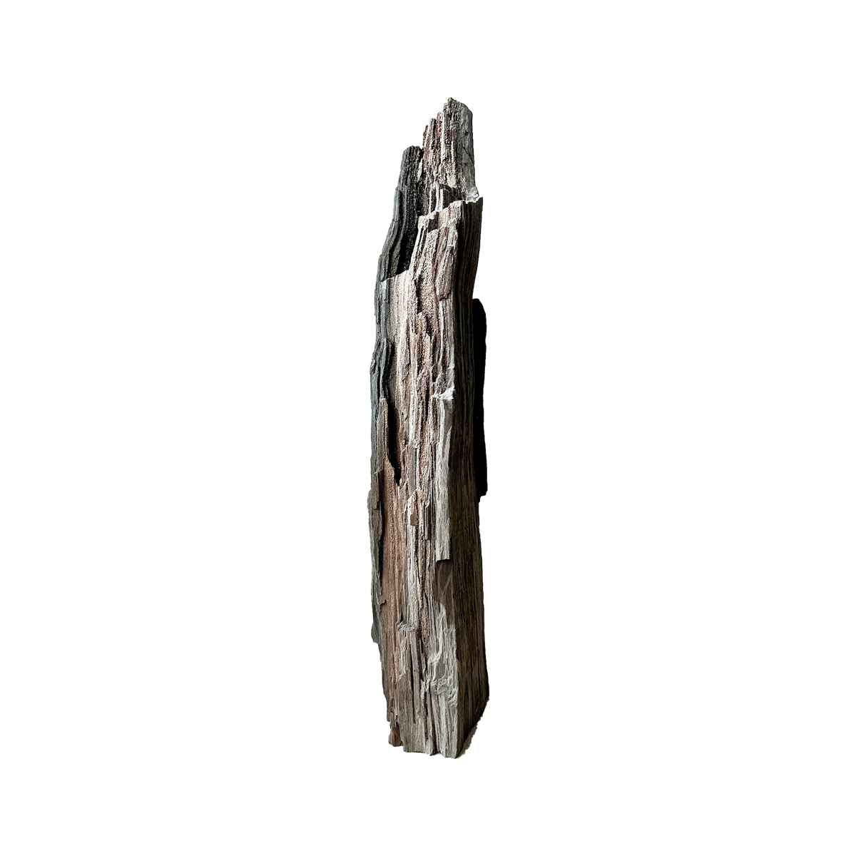 Permineralized Wood - Source by Studio Skara