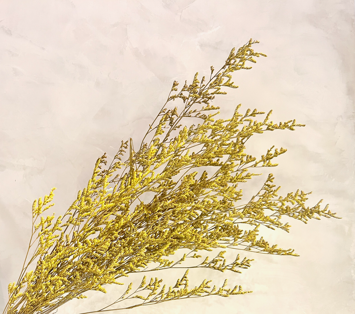 Preserved Limonium Caspia Flowers - Yellow - Source by Studio Skara, view 2
