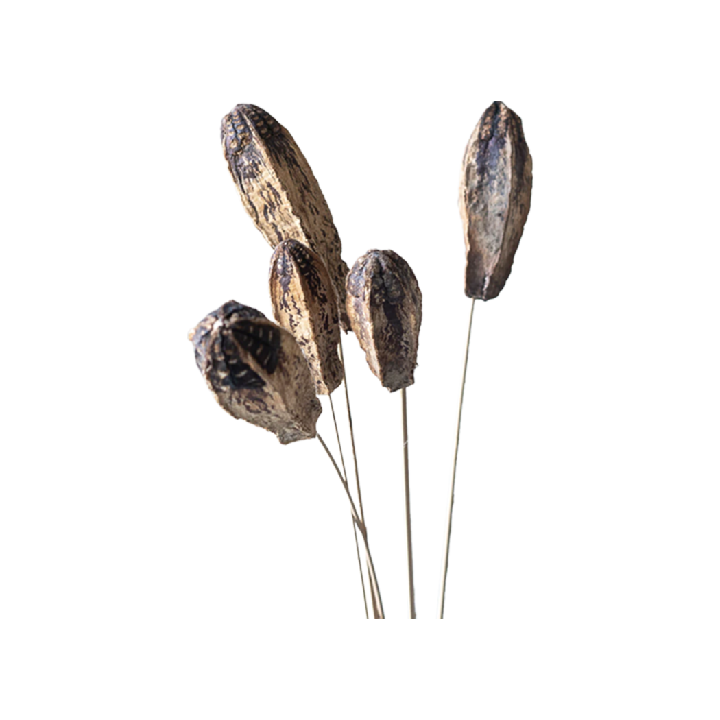 Mahogany Seed Pod Stem - Source by Studio Skara