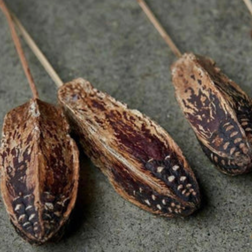 Mahogany Seed Pod Stem - Source by Studio Skara, view 2