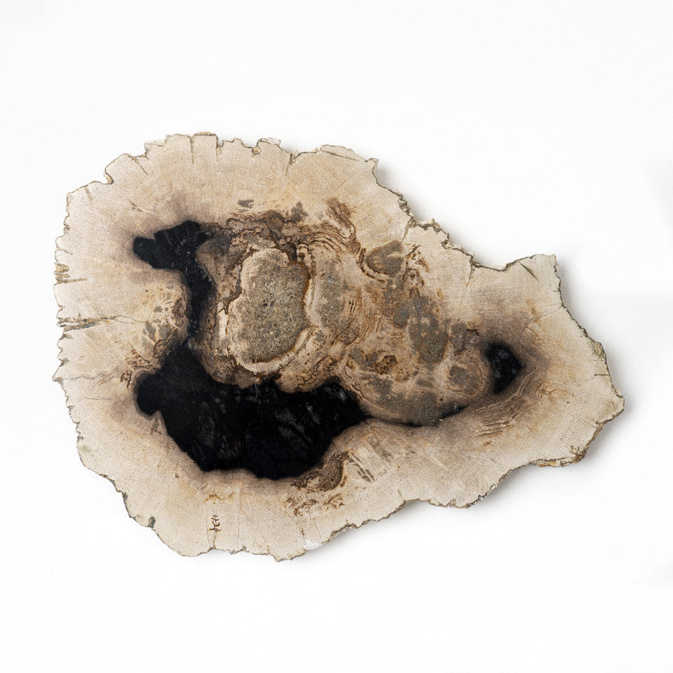Petrified Log Fossil With Stand