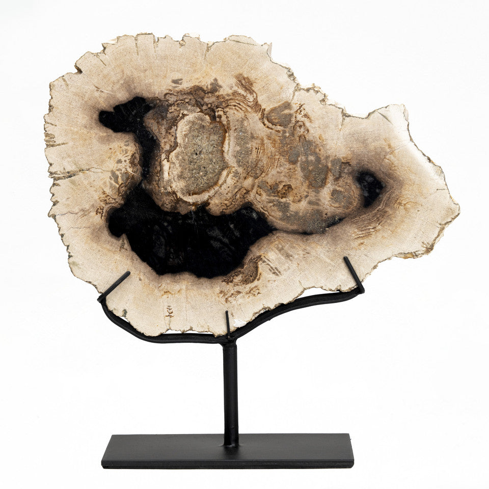 Petrified Log Fossil With Stand