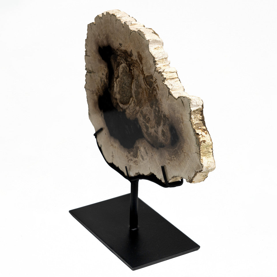 Petrified Log Fossil With Stand