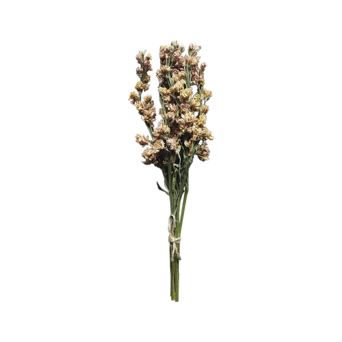 Dried Larkspur - Source by Studio Skara