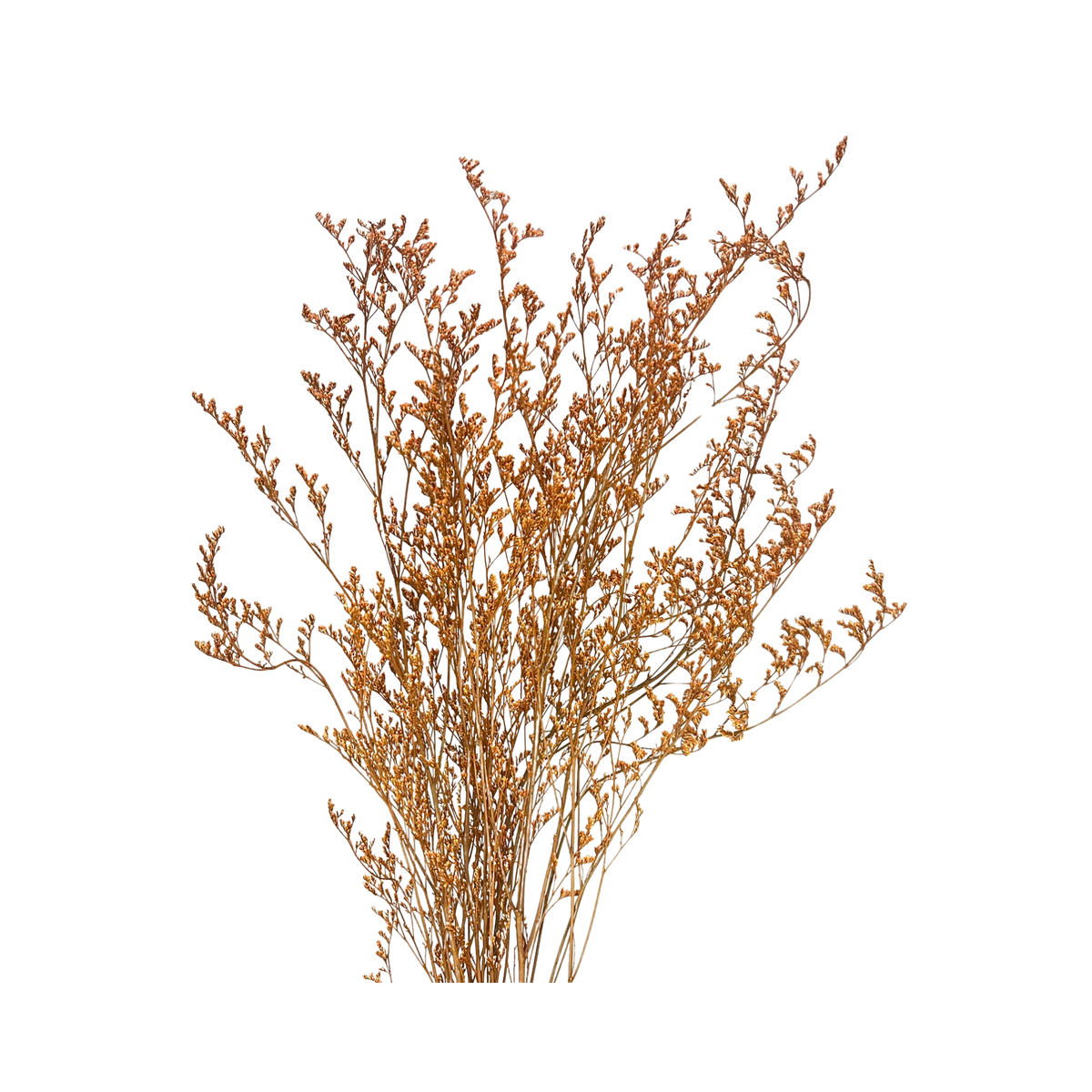 Preserved Limonium Caspia Flowers - Terracotta Orange - Source by Studio Skara