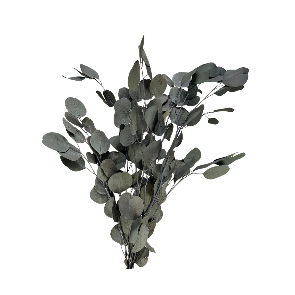 Preserved Silver Dollar Eucalyptus - Source by Studio Skara