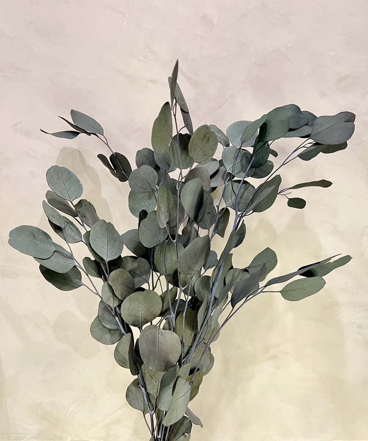 Preserved Silver Dollar Eucalyptus - Source by Studio Skara, view 2
