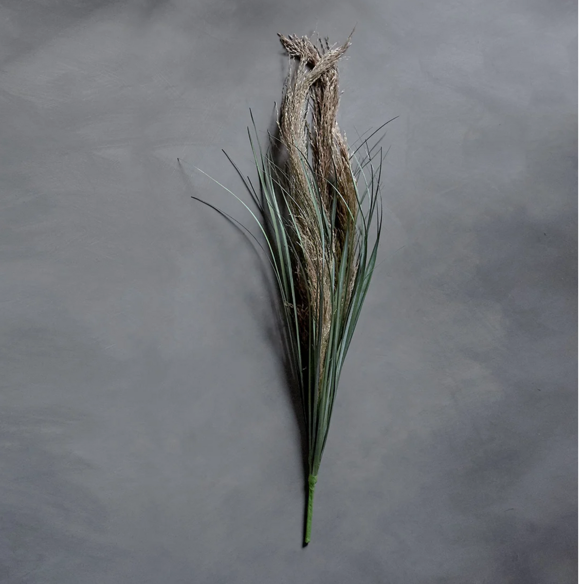 Wild Pampas Grass Stem - Source by Studio Skara, view 3