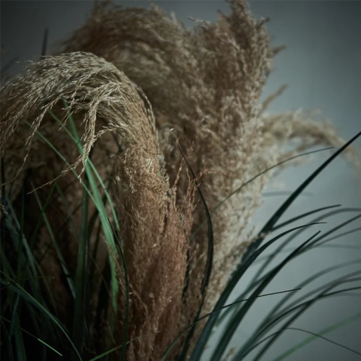 Wild Pampas Grass Stem - Source by Studio Skara, view 4