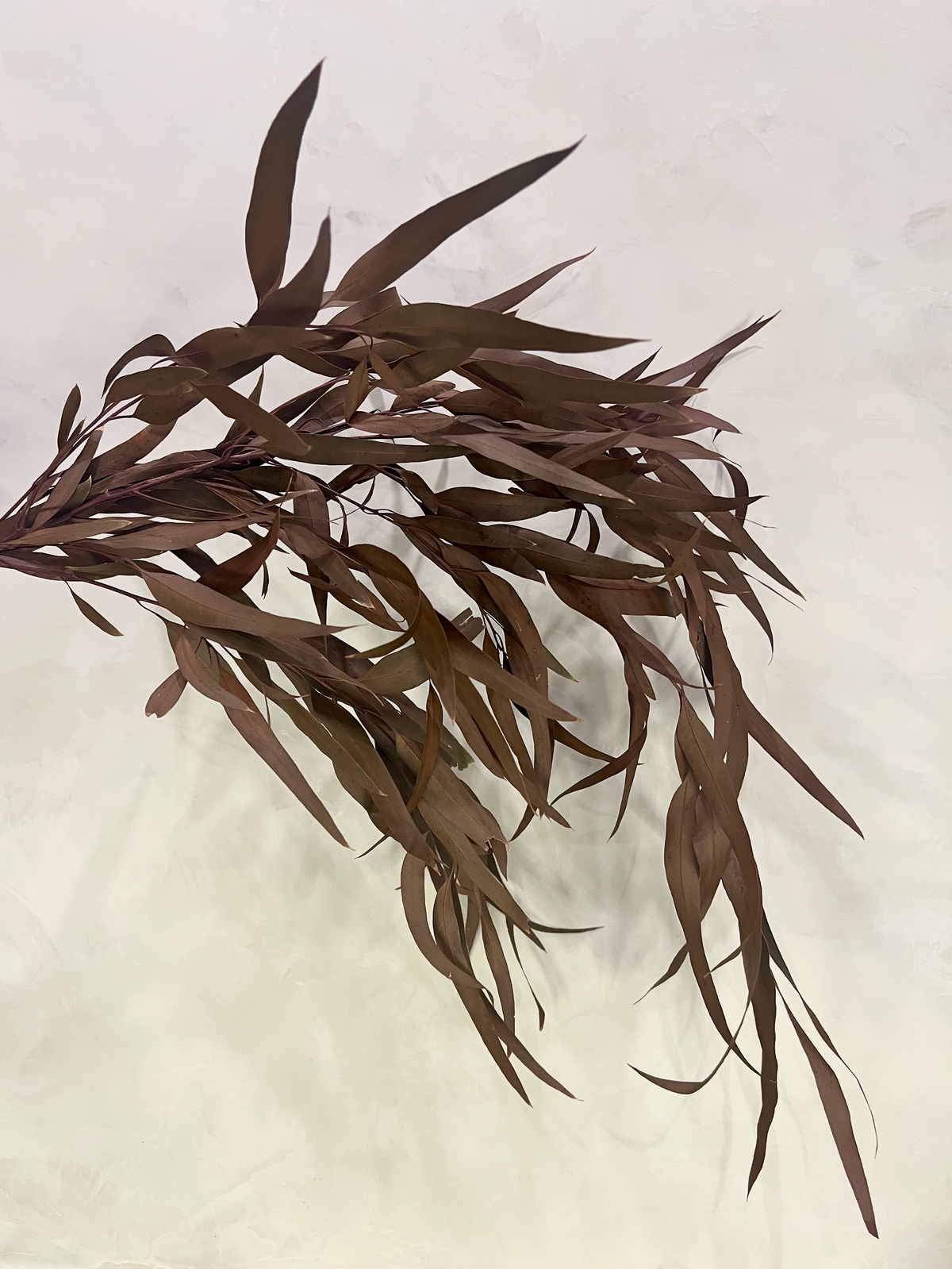 Preserved Weeping Willow Seed Eucalyptus - Terracotta Orange - Source by Studio Skara, view 2