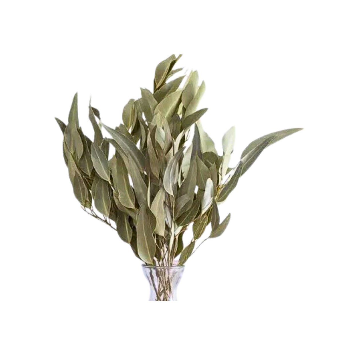 Dried Willow Eucalyptus - Sage Green - Source by Studio Skara