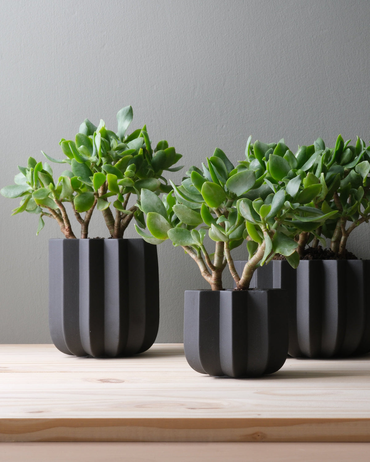 Wrap Planter - 4 sizes - Misewell, view 15