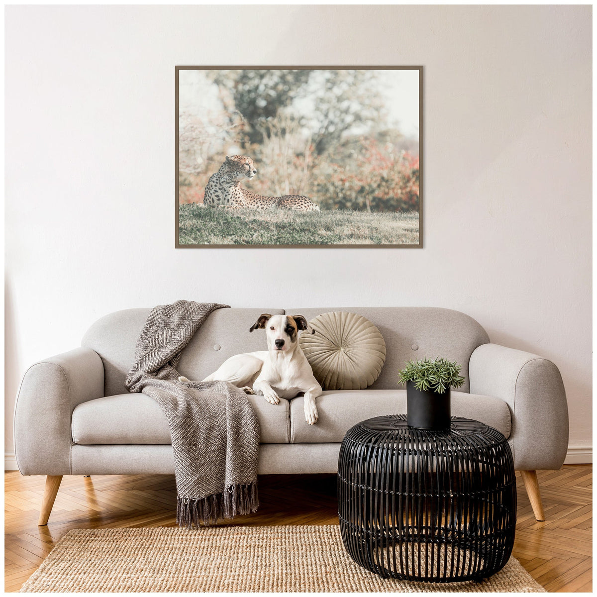 Sylvie Cheetah Glance Framed Canvas by Alicia Abla