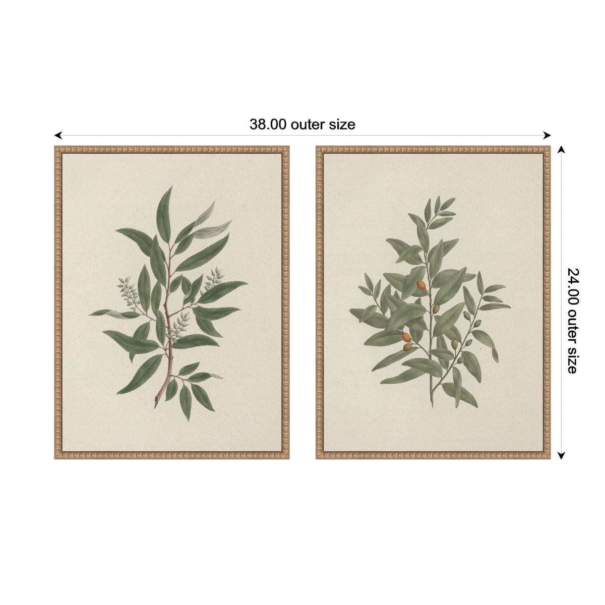 Salix subserrata Willd Willow & Osyris Lanceolate African Sandalwood 2 Piece Framed Canvas Wall Art Set by Nostalgia Prints