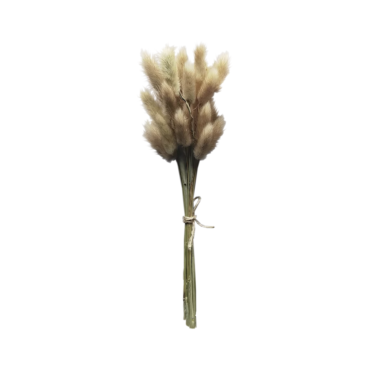 Dried Bunny Tails Natural - Source by Studio Skara