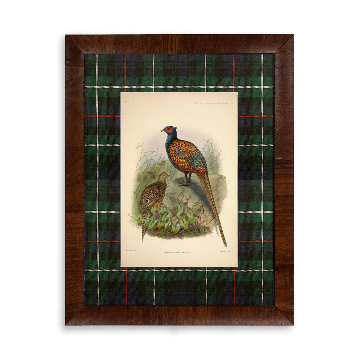 Pheasant Reproduction Print with Tartan Mat and Walnut Burl Frame - Antique Curiosities