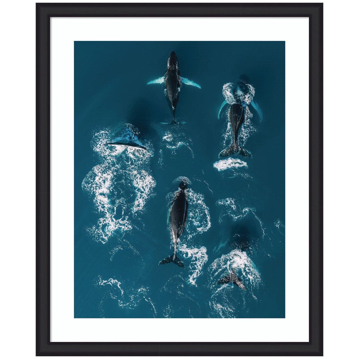 Framed Art School of Humpback Whales in the Blue Ocean by Michael Schauer