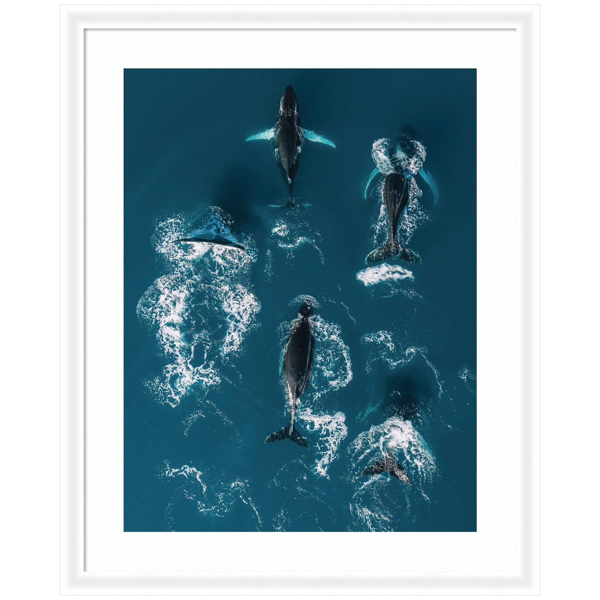 Framed Art School of Humpback Whales in the Blue Ocean by Michael Schauer