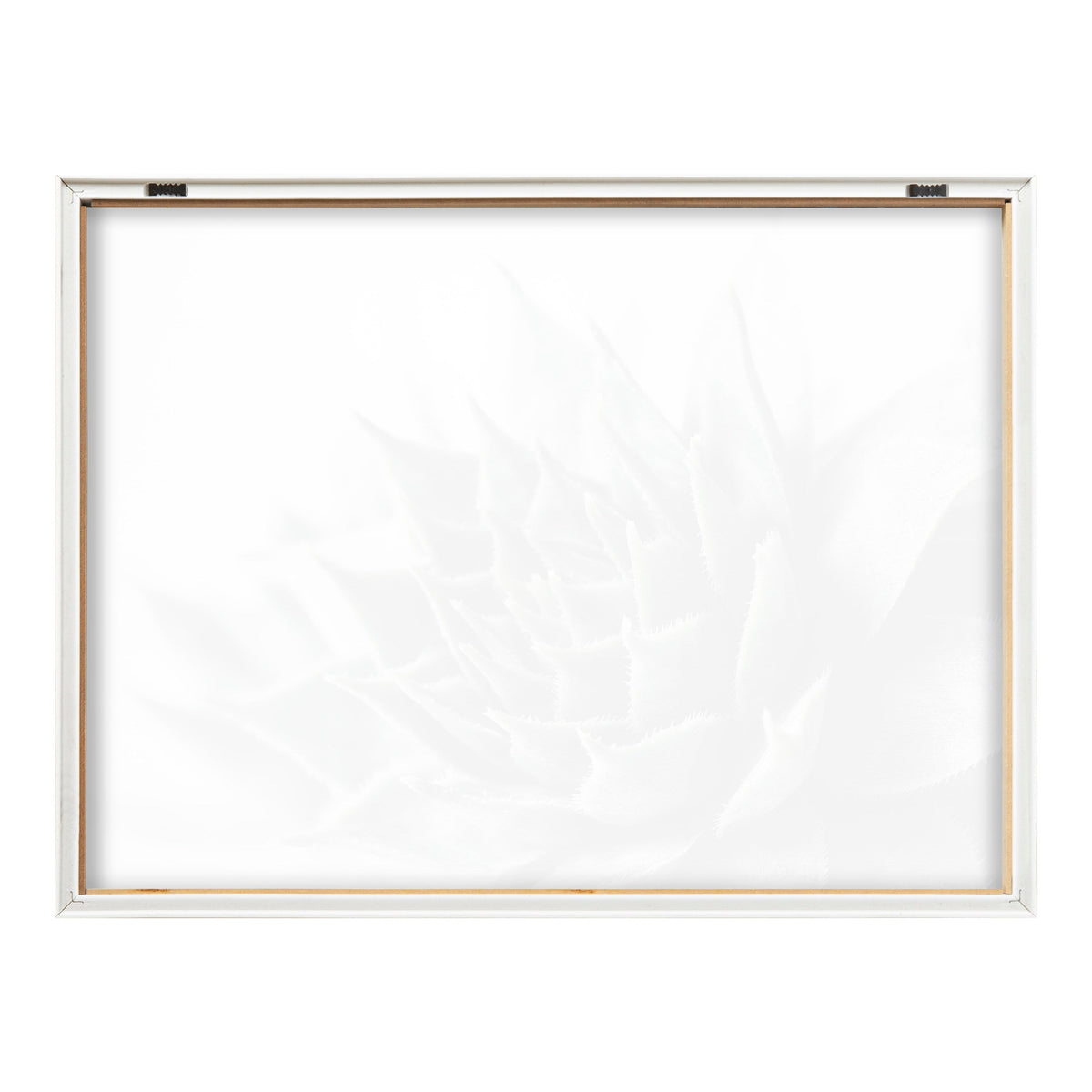 Blake Radical Succulent Framed Printed Glass by Emiko and Mark Franzen of F2Images