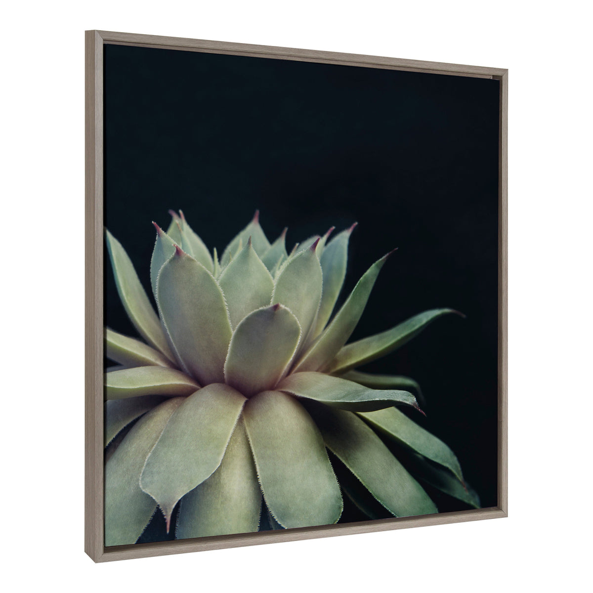 Sylvie Succulent Framed Canvas by F2 Images