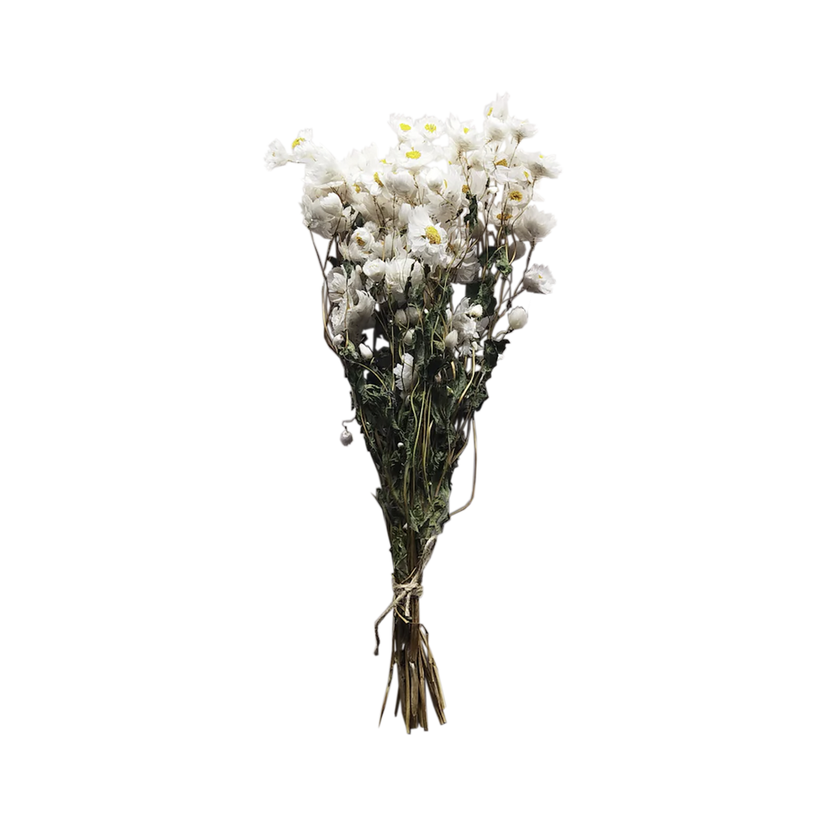 Dried Rodanthe - Source by Studio Skara