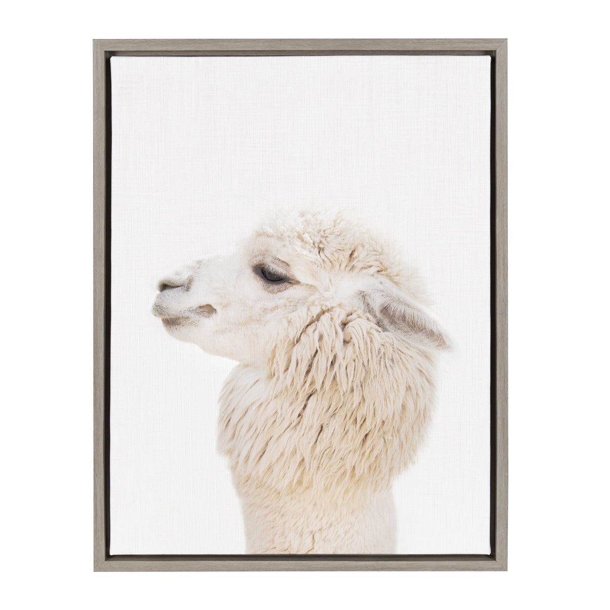Sylvie Animal Studio Alpaca Profile Framed Canvas by Amy Peterson Art Studio